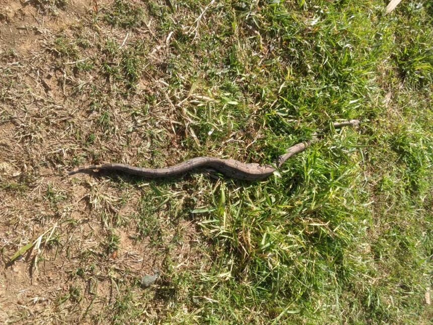 Jiboia encontrada no Itaquerê é capturada e solta em local apropriado pela Polícia Municipal