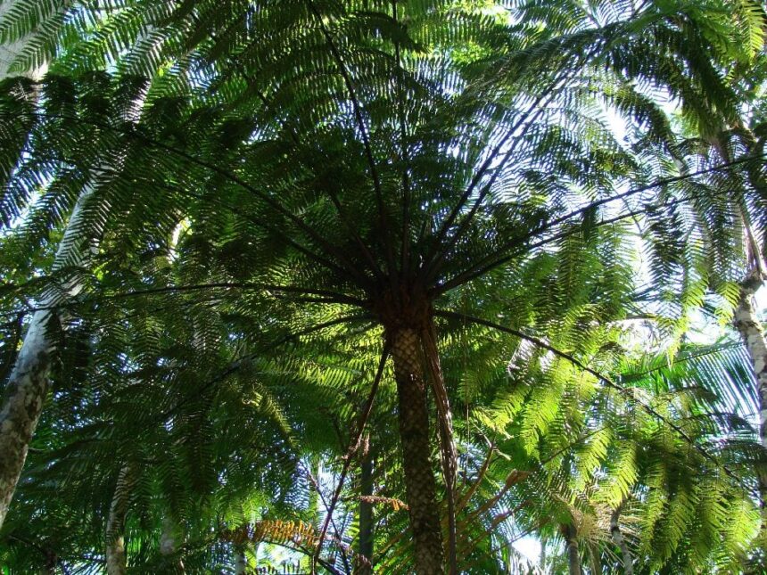 Saiba mais sobre a importância e as diretrizes da arborização urbana no município