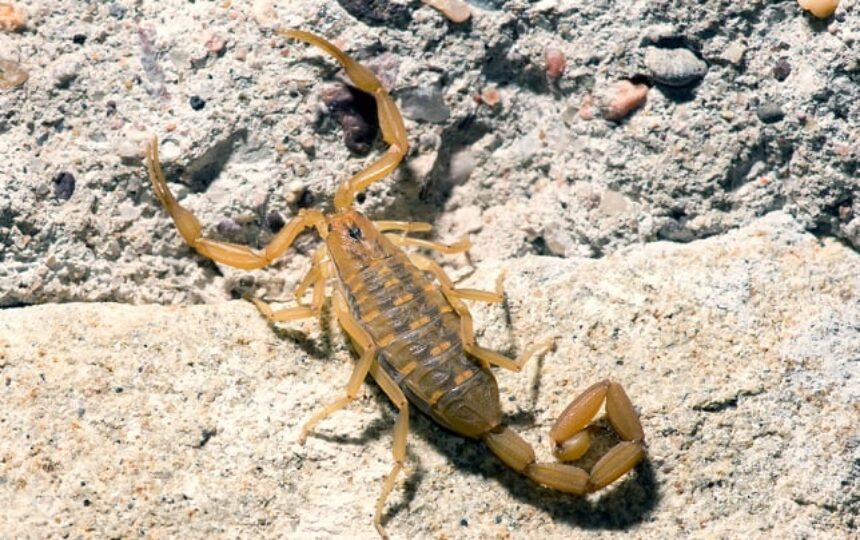 Prefeitura alerta sobre surgimento de animais peçonhentos nesta época do ano