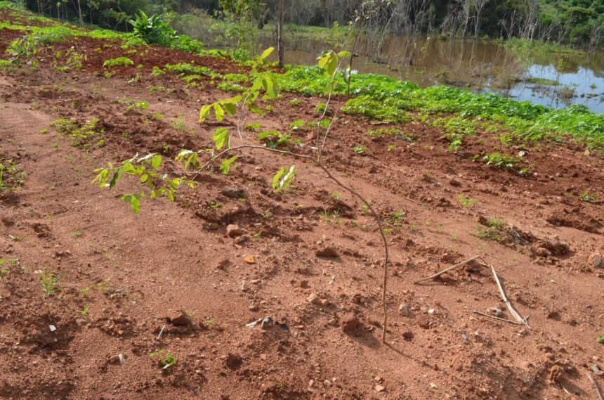 Prefeitura realiza plantio de 65 árvores nativas