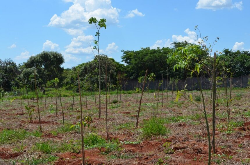 Jardim Progresso recebe novas mudas de árvores em área verde