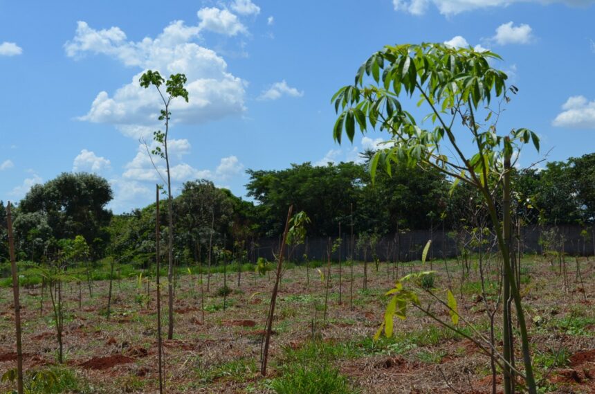Posse alcança melhor colocação dos últimos anos em ranking do Programa Município VerdeAzul