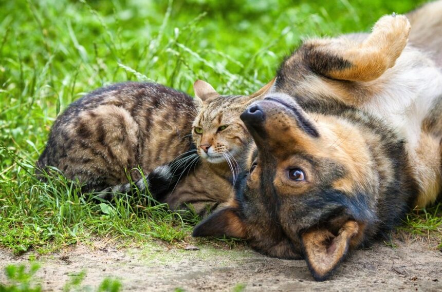 Santo Antônio de Posse terá Campanha de Castração