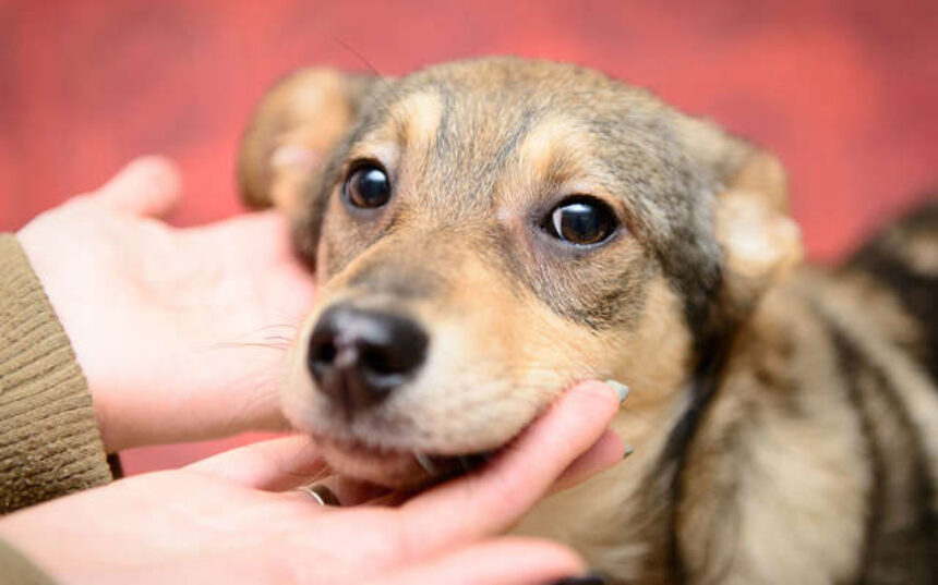 Audiência Pública tratará de castração gratuita para animais abandonados do município