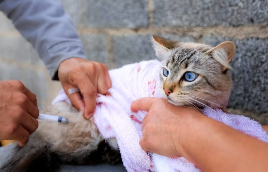 Prefeitura informa que não há previsão de vacinação antirrábica para este semestre