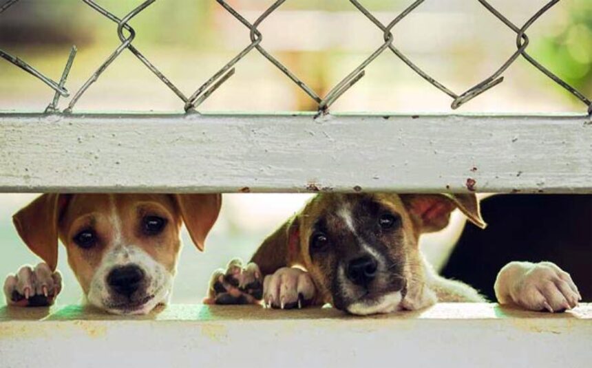 Prefeitura abre inscrições para castração de animais