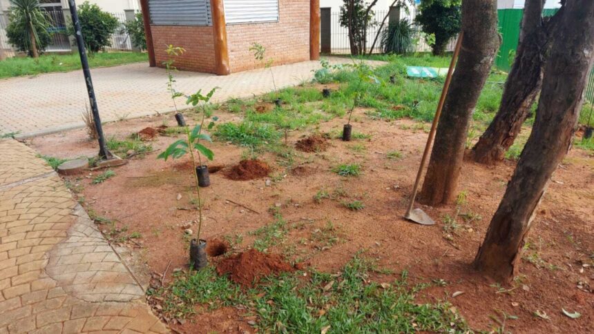 Departamento de Meio Ambiente e Agricultura planta novas mudas de árvores na cidade