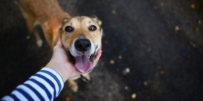 Campanha de Castração Gratuita