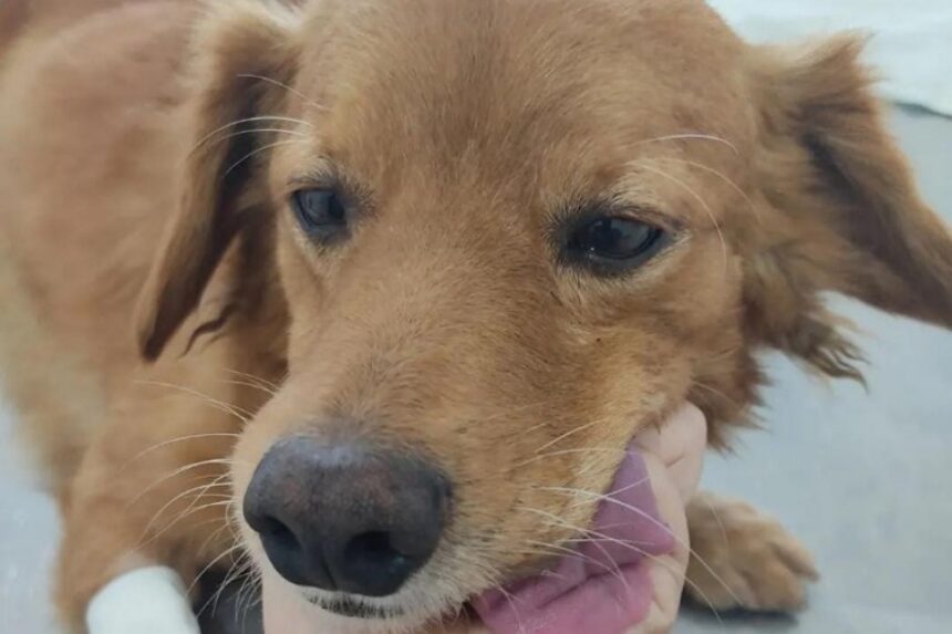 47 animais são castrados em Abril no Centro de Atendimento Animal