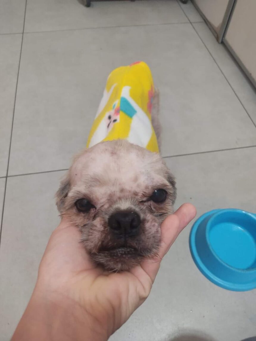 Profissionais do Centro de Atendimento Animal e GCM realizam resgate de dois animais