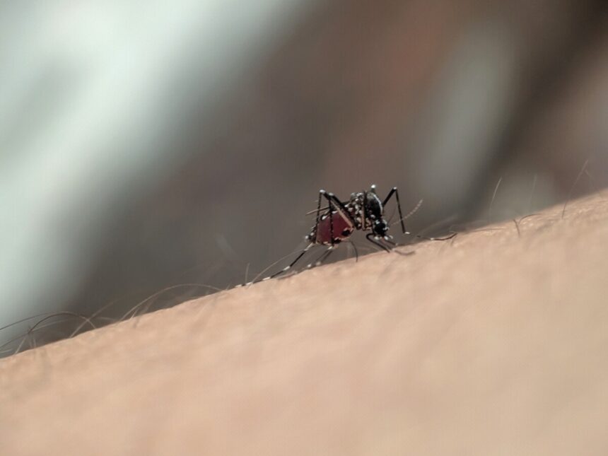 Prefeitura promove ações de combate à dengue na Feira Cultural e no Itaquerê