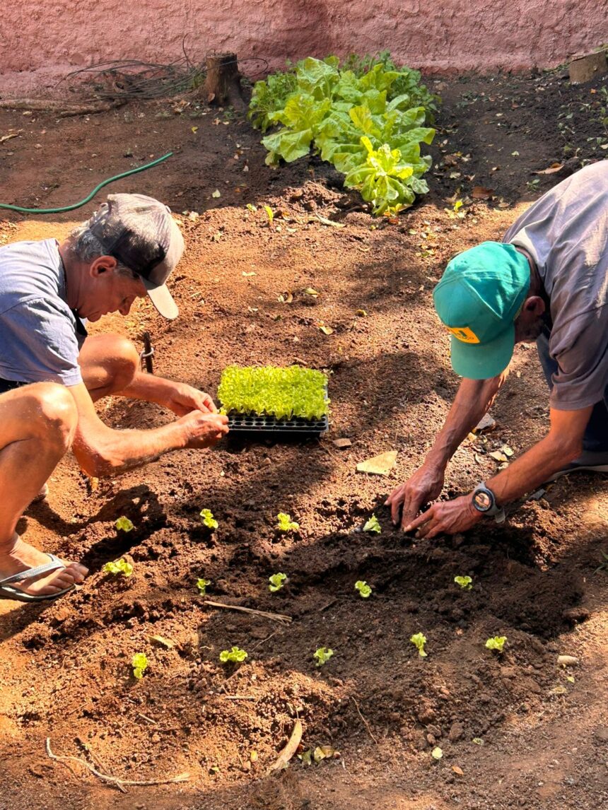 Projeto de cultivo de hortaliças do CAPS Maria Barbosa de Oliveira incentiva saúde, bem-estar e inclusão social